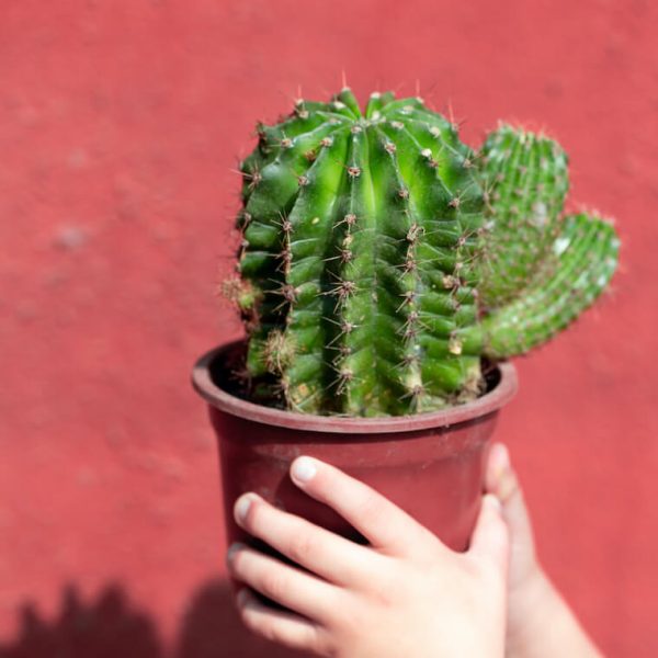 living-coral-2019-background-with-cactus-living-2024-12-04-18-53-12-utc